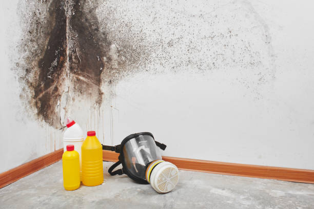 Best Mold Testing  in Pinckneyvle, IL