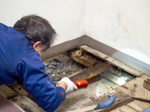 Pinckneyville, IL Mold Removal Company