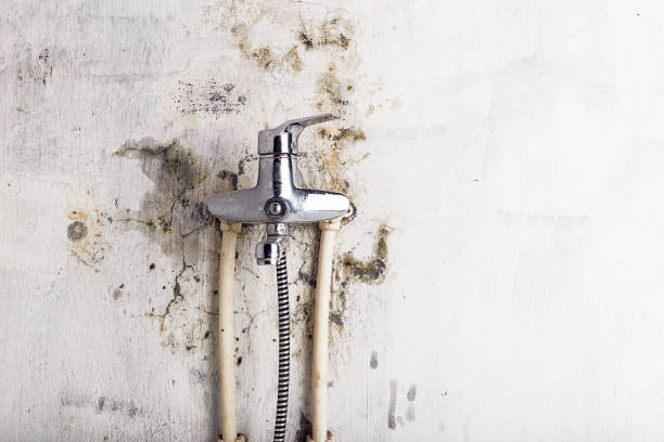 Best Certified Mold Removal  in Pinckneyvle, IL