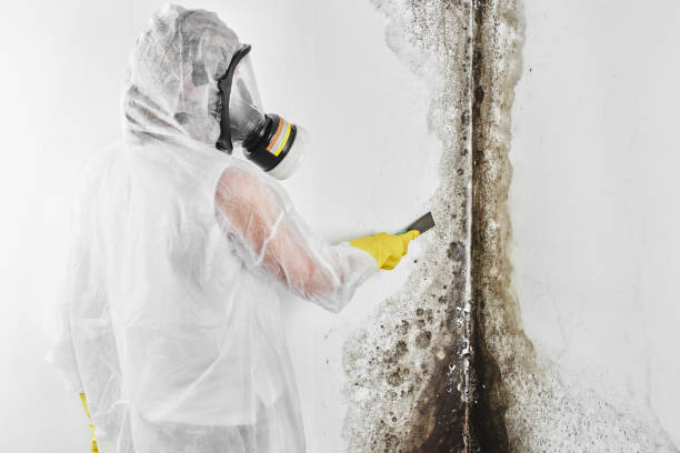 Best Commercial Mold Removal  in Pinckneyvle, IL