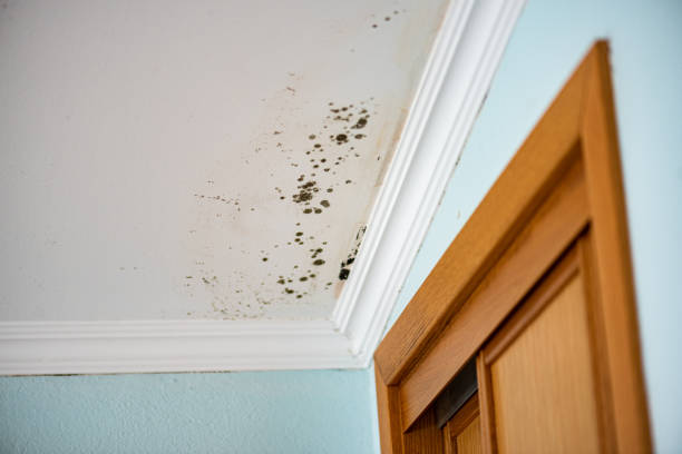 Best Mold Removal Near Me  in Pinckneyvle, IL