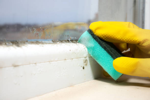 Best Mold Remediation Experts  in Pinckneyvle, IL