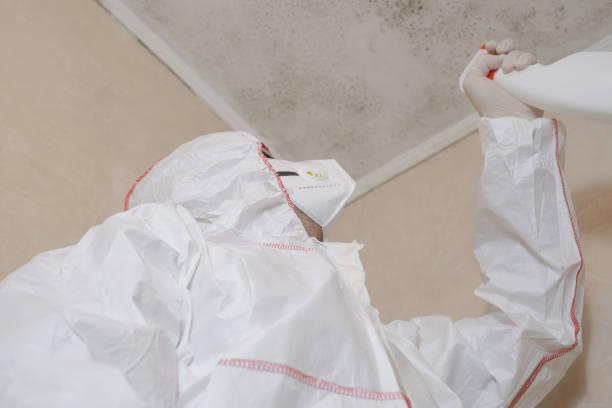 Best Office Mold Removal Services  in Pinckneyvle, IL