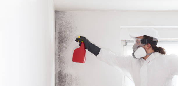 Best Professional Mold Removal  in Pinckneyvle, IL