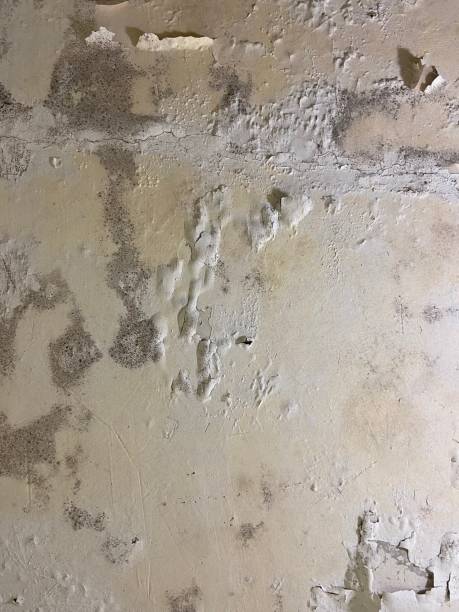 Best Residential Mold Removal  in Pinckneyvle, IL