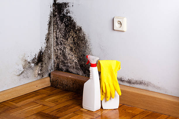 Best Toxic Mold Removal  in Pinckneyvle, IL