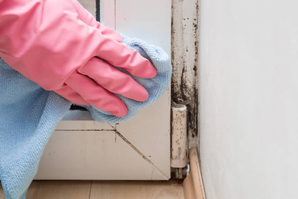 Best Same-Day Mold Removal  in Pinckneyvle, IL